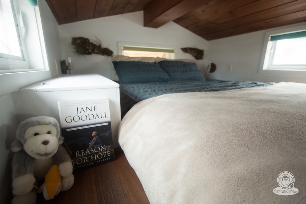 creative-animal-foundation-house-20