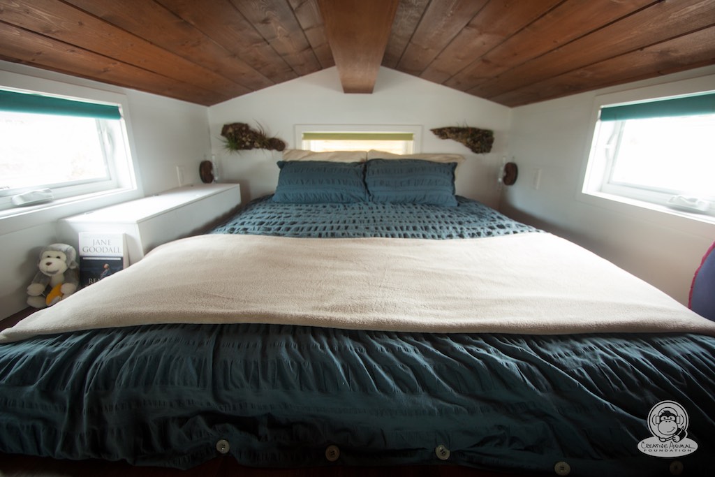 creative-animal-foundation-house-21